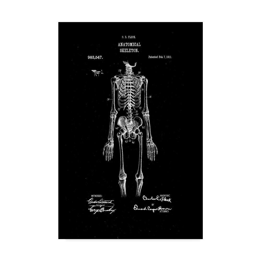 Anatomical Skeleton Art Print G654618