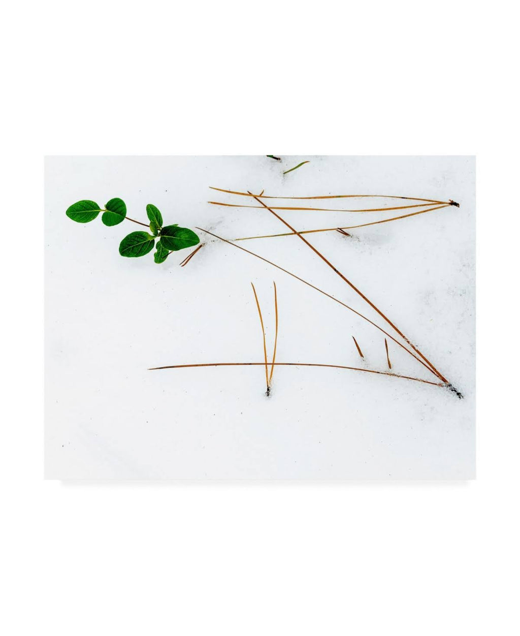 Winter Foliage Canvas Art D157
