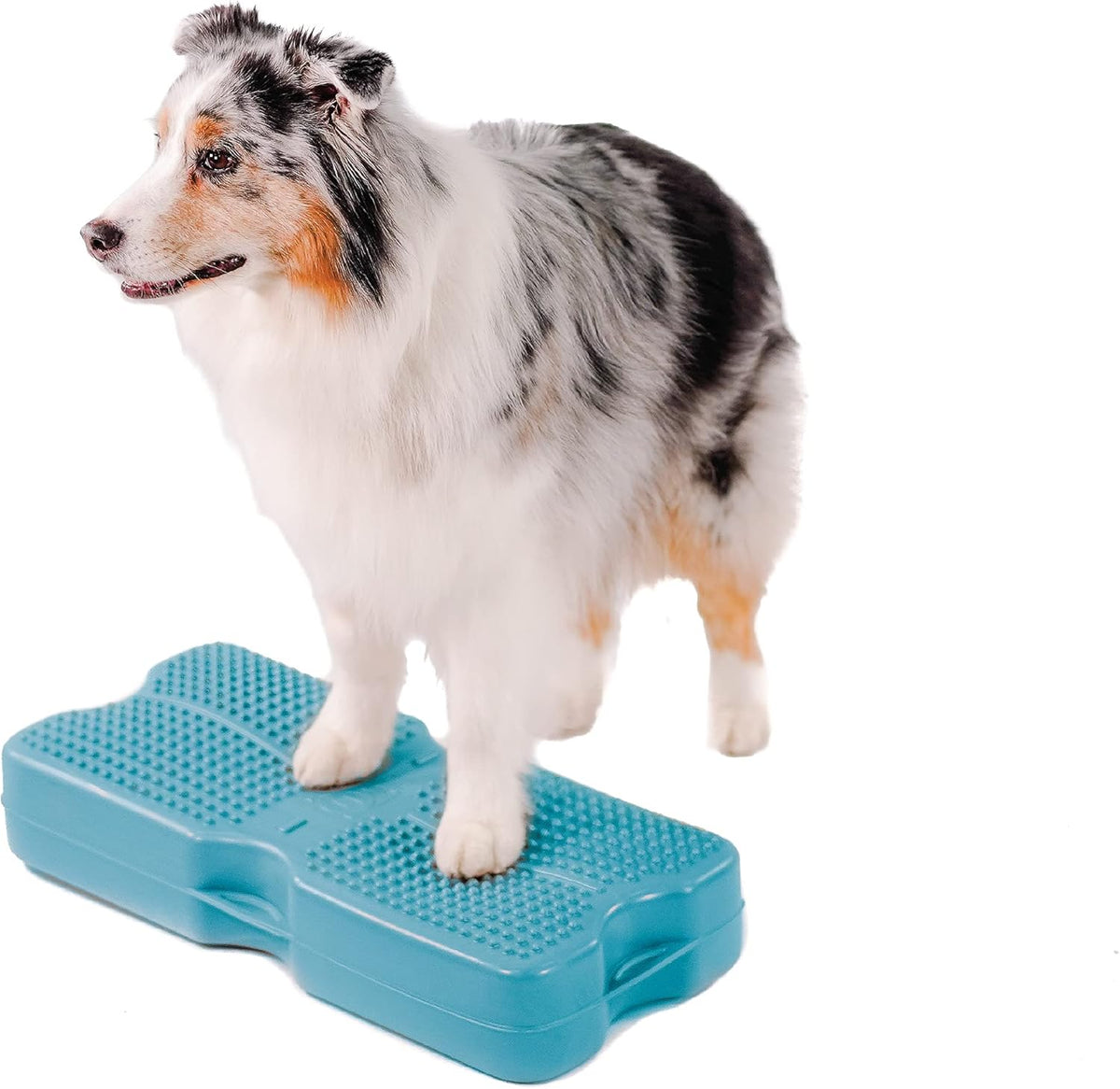 Turquoise Canine Conditioning Platform S210